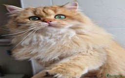 Scottish gatti in vendita: ATTENZIONE SCOTTISH DA RIPRODUZIONE  a Provincia di Pavia - Immagine 8