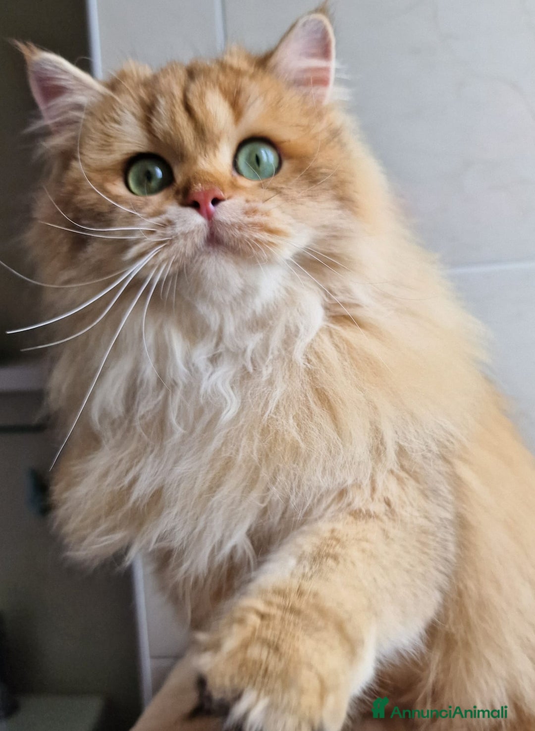 Scottish gatti in vendita: ATTENZIONE SCOTTISH DA RIPRODUZIONE  a Provincia di Pavia - Immagine 8