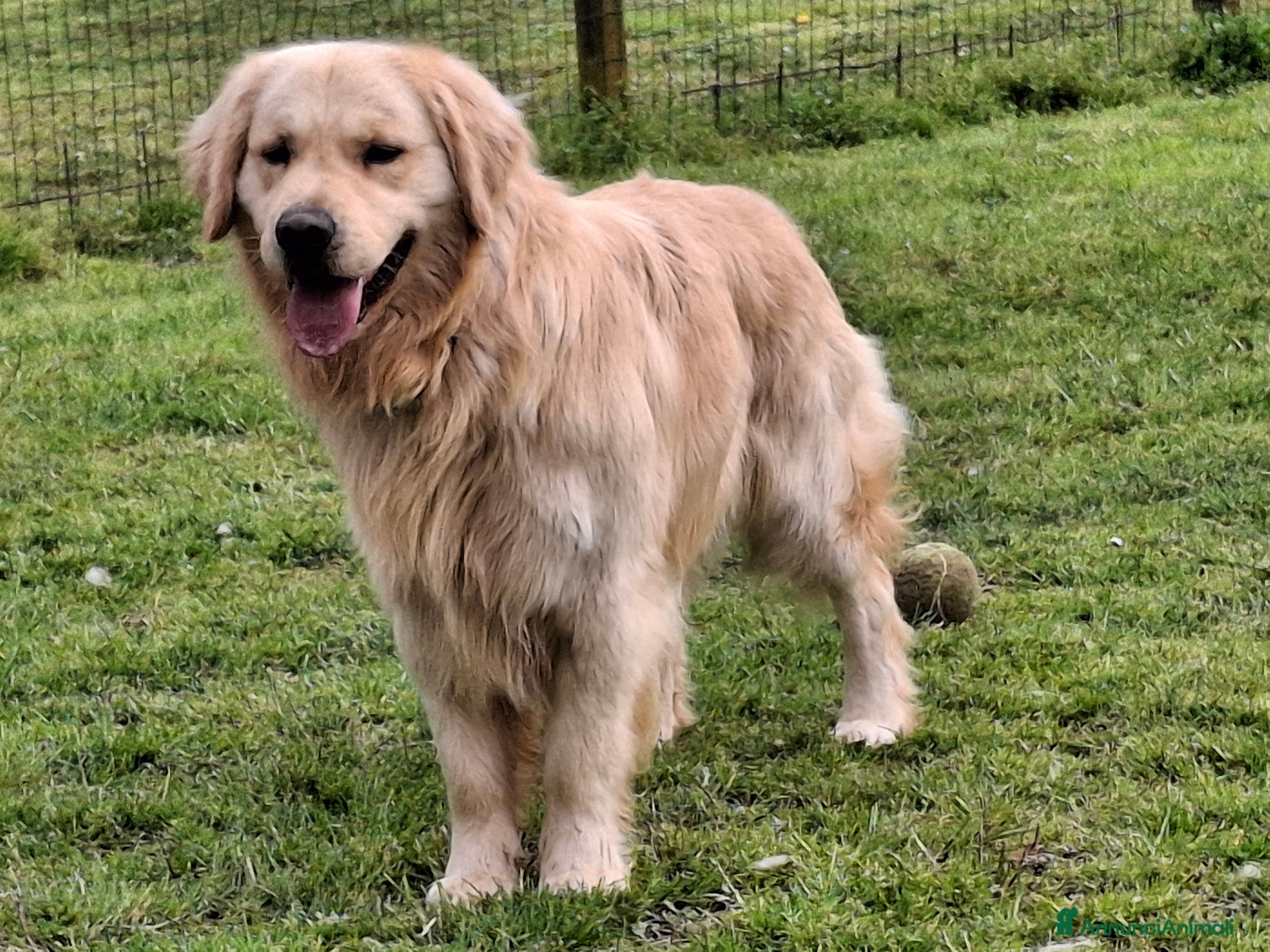 Golden Retriever cani Golden Retriever disponibile accoppiamento monta  - Annuncio 1