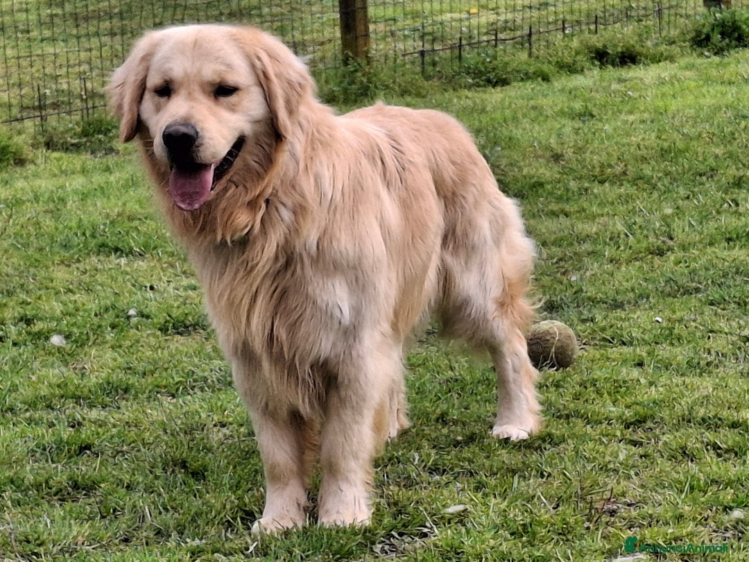 Golden Retriever cani per accoppiamento: Golden Retriever disponibile accoppiamento monta  - Annuncio 1