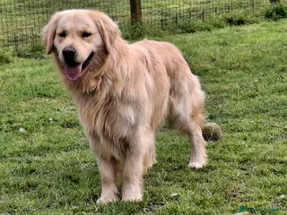 Golden Retriever cani Golden Retriever disponibile accoppiamento monta - Annuncio 9