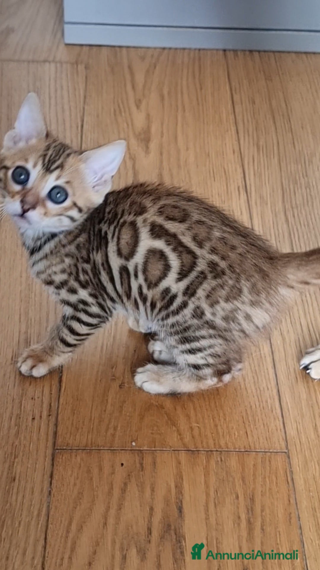 Bengala gatti in vendita: Bengala  - Annuncio 5
