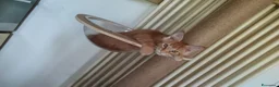 Maine Coon gatti in vendita: Dolcissimi cuccioli di Maine Coon xxl - Annuncio 20