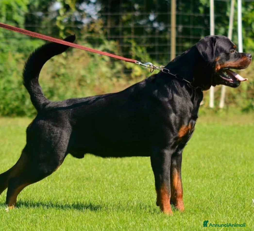 Rottweiler cani in vendita: Disponibili cuccioli Rottweiler  - Annuncio 26