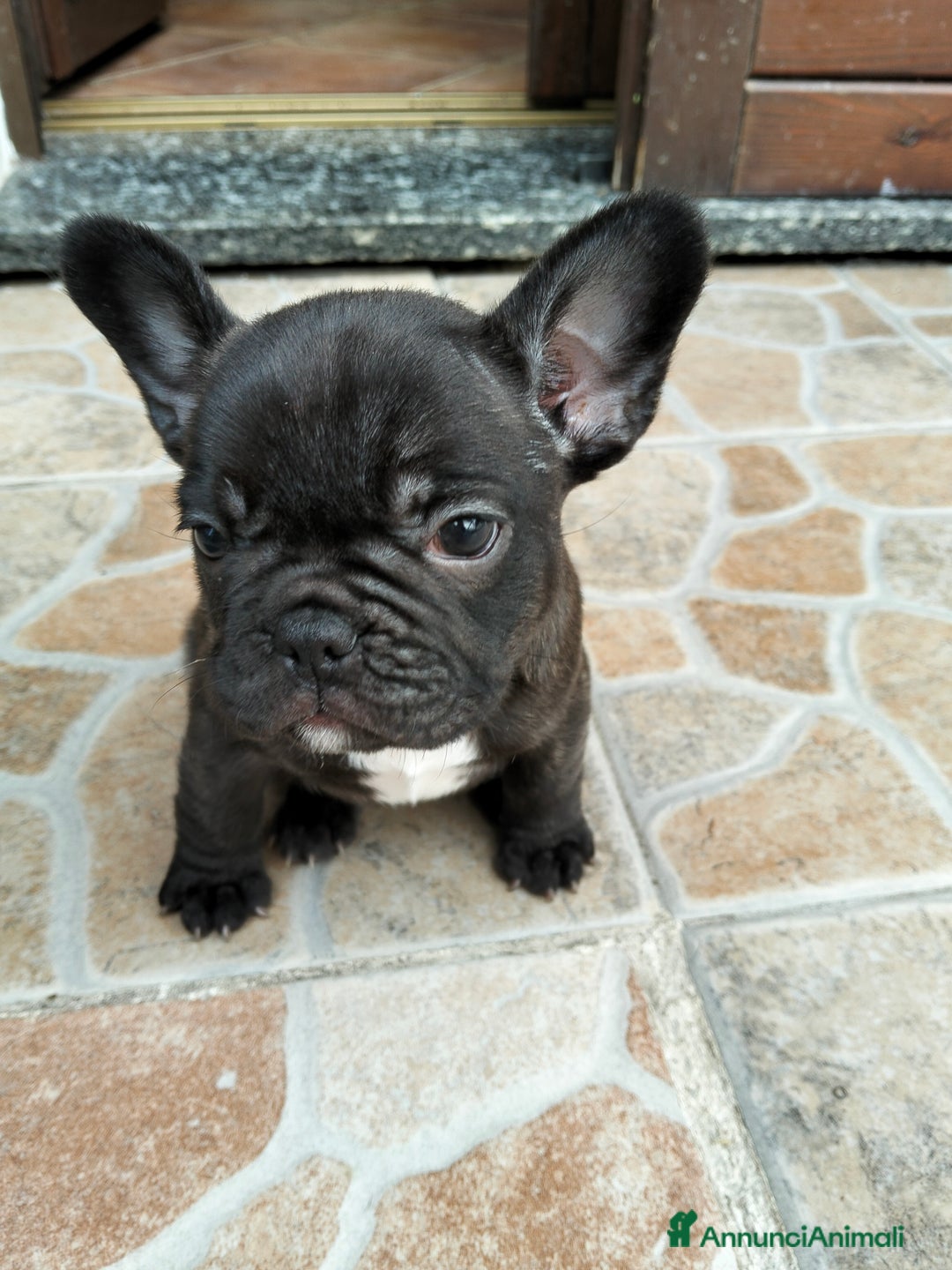 Bulldog Francese cani in vendita: BULLDOG FRANCESE  - Annuncio 7