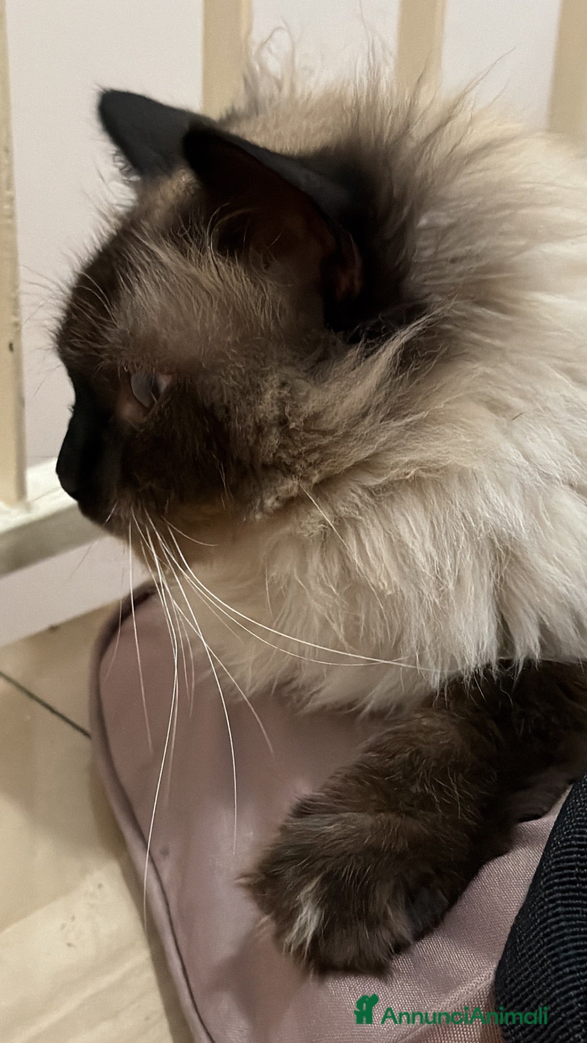 Ragdoll gatti in regalo: Ragdoll - Annuncio 1