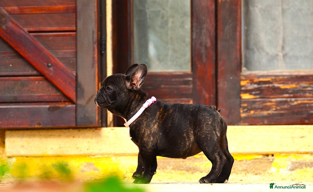 Bulldog Francese cani in vendita: Femmina Bringee  - Annuncio 3