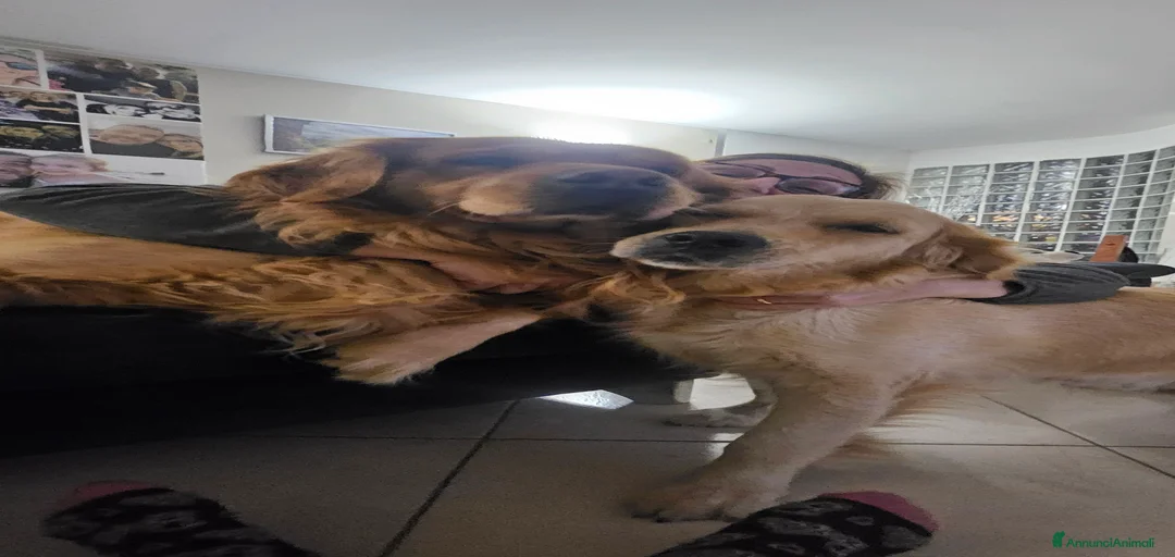 Immagine della galleria {{count}}