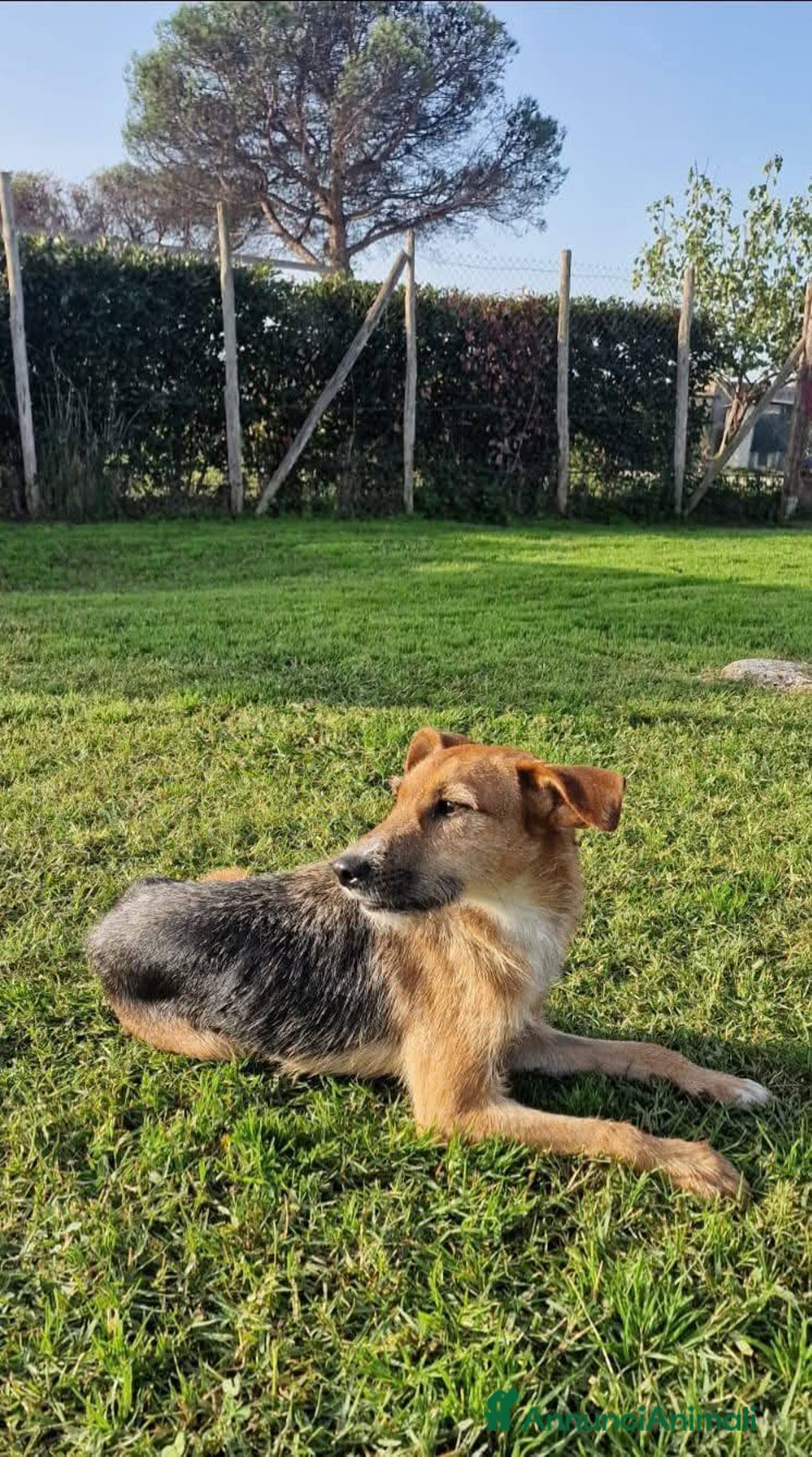 Meticcio cani in regalo: SUSY - UN PICCOLO TESORO IN ATTESA DI AMORE - Annuncio 4