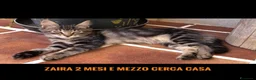 Meticcio gatti in regalo: GATTINI AMOREVOLI a Libero consorzio comunale di Trapani - Annuncio 6