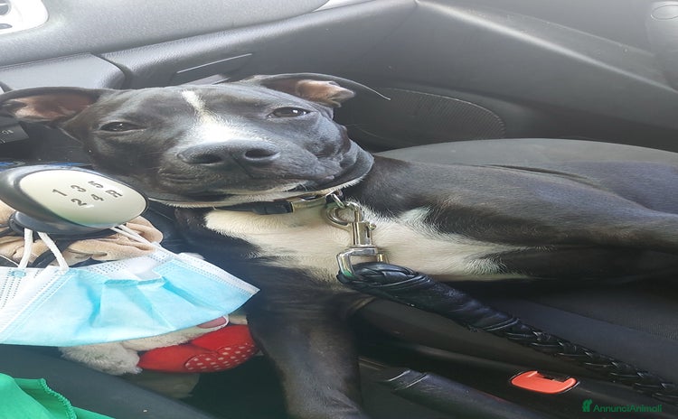 Pitbull cani a Città Metropolitana di Firenze - Annuncio 11