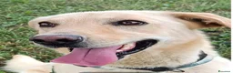Meticcio cani in regalo: Vasco 4anni da sempre senza casa MILANO SOS CASA - Annuncio 3