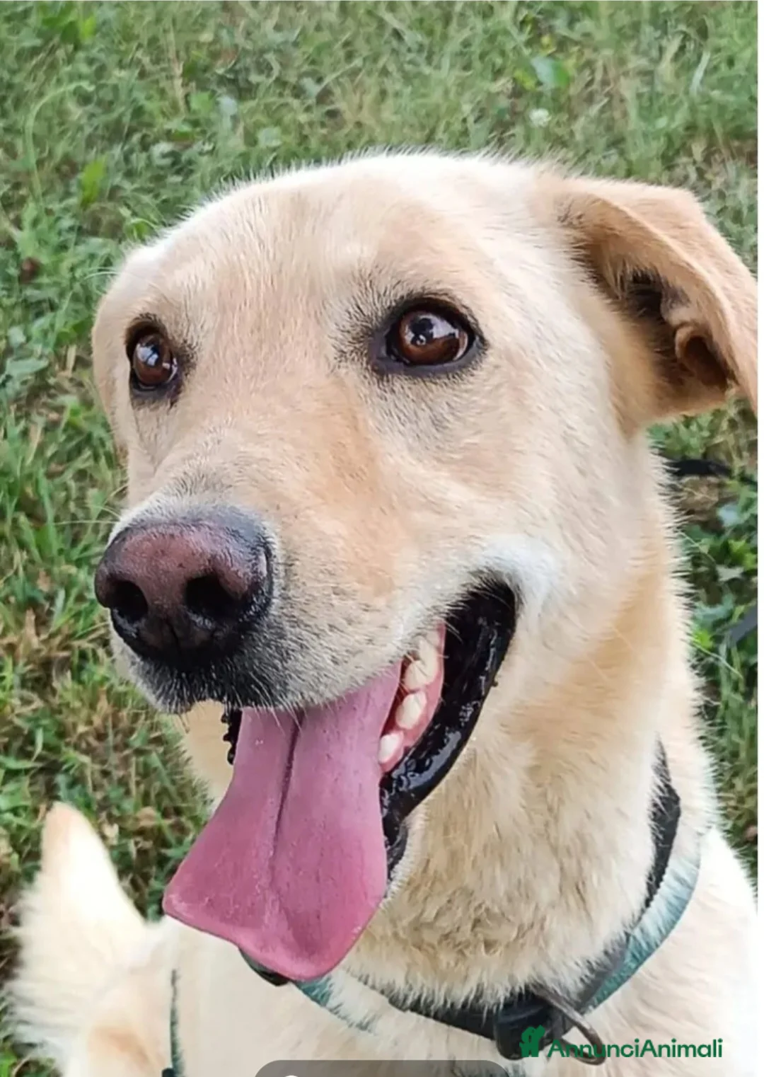 Meticcio cani in regalo: Vasco 4anni da sempre senza casa MILANO SOS CASA - Annuncio 3