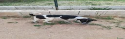 Meticcio cani in regalo: CUCCIOLO JACK ASPETTA UNA MAMMA  - Annuncio 3