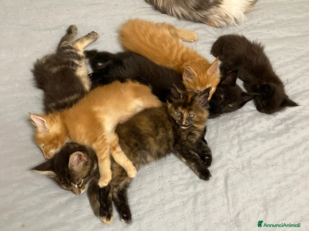 Maine Coon gatti in vendita: Cuccioli di Maine Coon disponibili - Annuncio 3