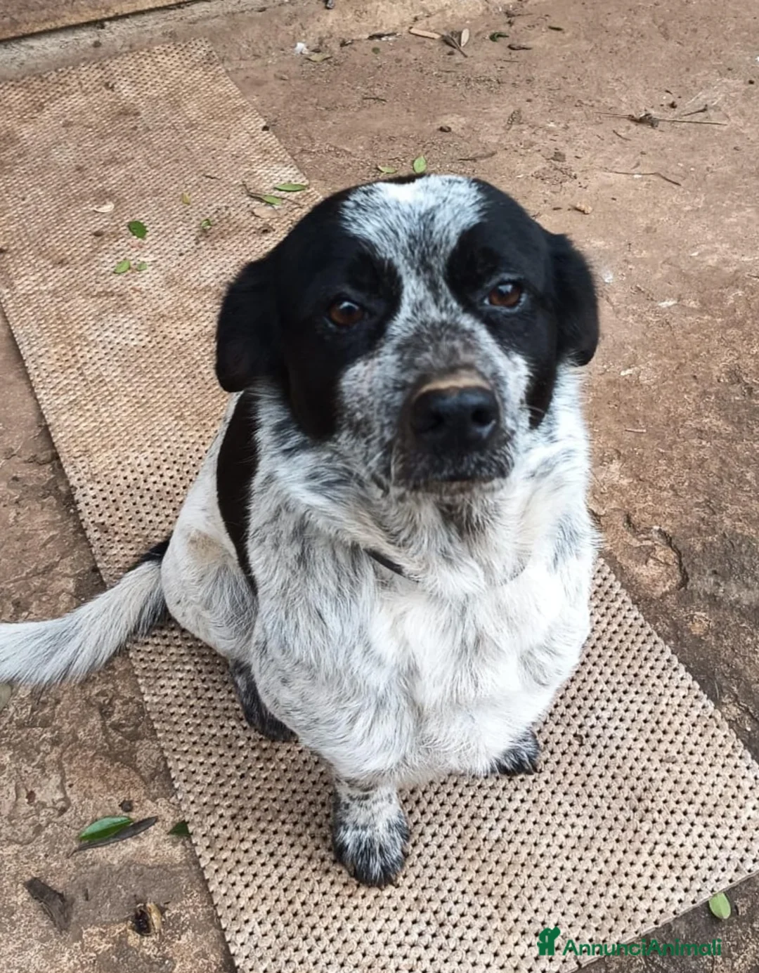 Meticcio cani in regalo: BETTY - Annuncio 5