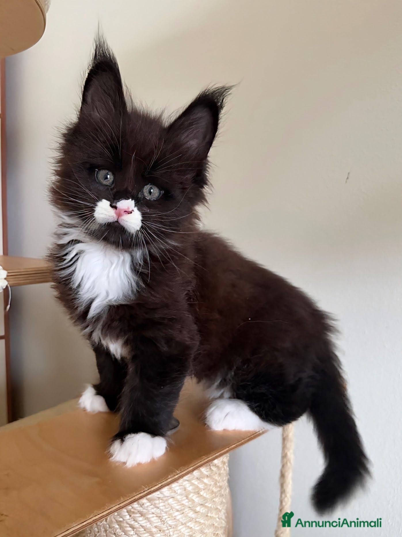 Maine Coon gatti 🏆 Top Cuccioli MCO ❤️ - Annuncio 1