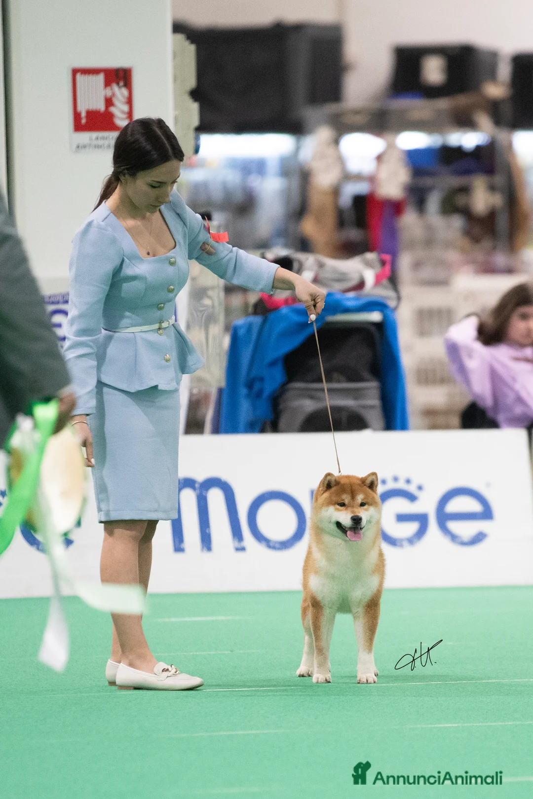 Shiba Inu cani in vendita: Shiba inu cuccioli  - Annuncio 10