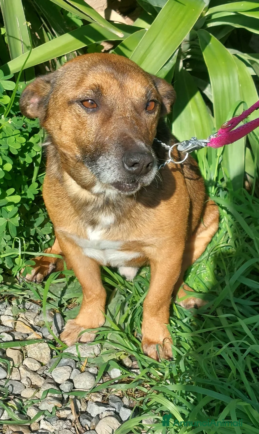 Meticcio cani in regalo: Giacomino  - Annuncio 3