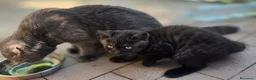 Scottish gatti in vendita: Vendo due gattini British Scottish prezzo 200euro - Annuncio 5