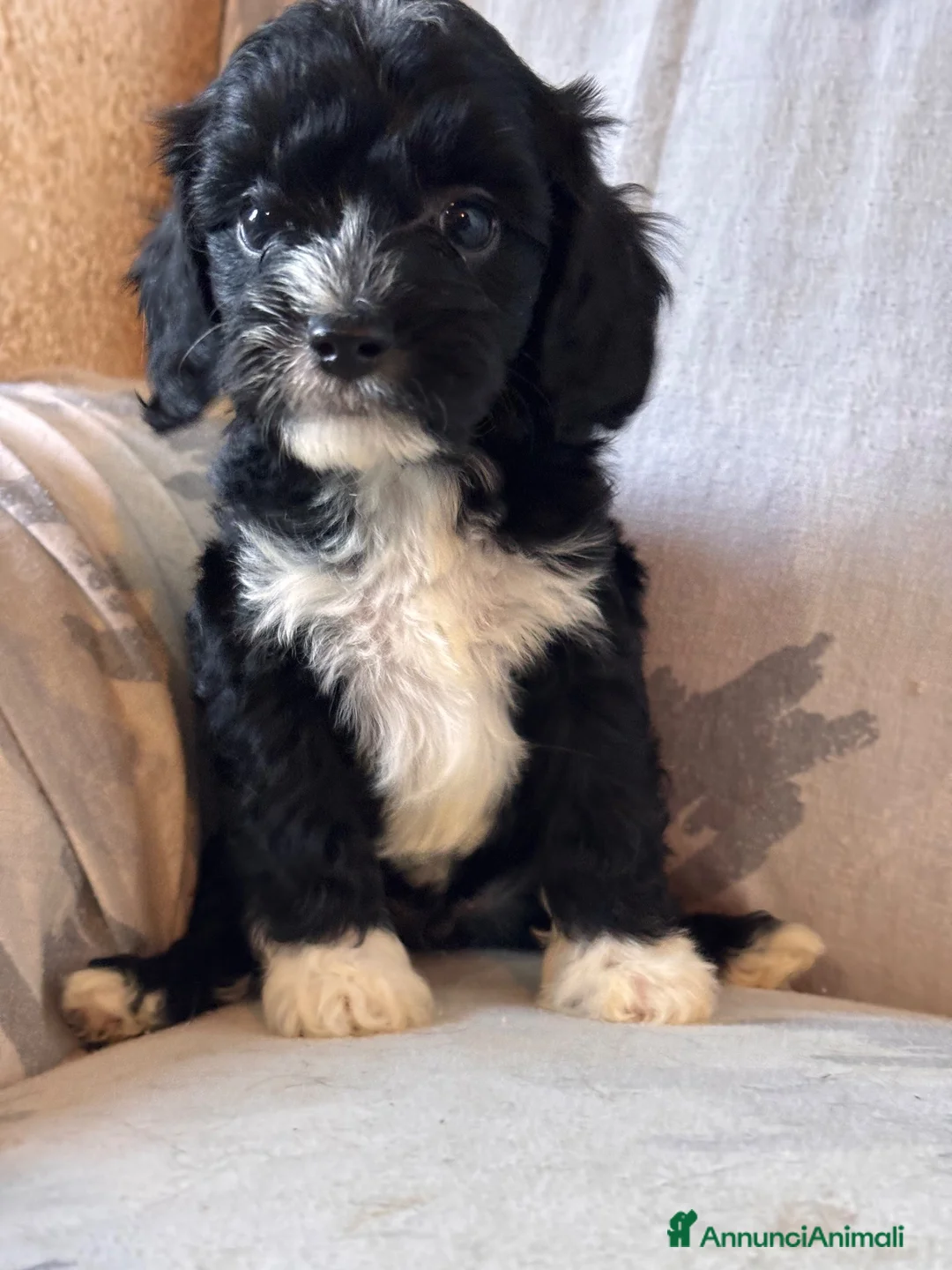 Cavapoo cani in vendita: Cucciolo di cane CavaPoo  - Annuncio 1
