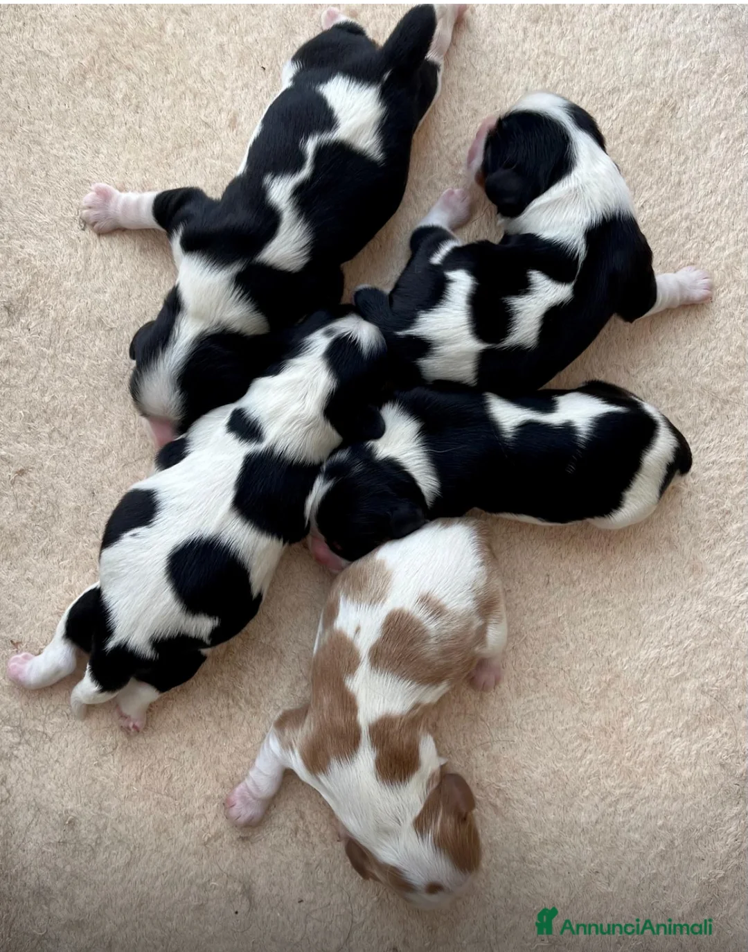 Cavalier King cani in vendita: Cuccioli di Cavalier king altamente selezionati  a Provincia di Vicenza - Annuncio 2