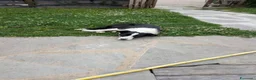 Border Collie cani in vendita: Vendo Border Collie a pelo corto - Annuncio 3