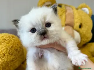 Ragdoll gatti Cuccioli Ragdoll con Pedigree - Annuncio 28