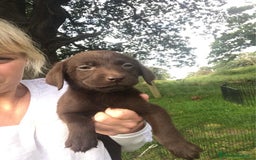 Labrador cani in regalo: Labrador cuccioli di due mesi - Immagine 4