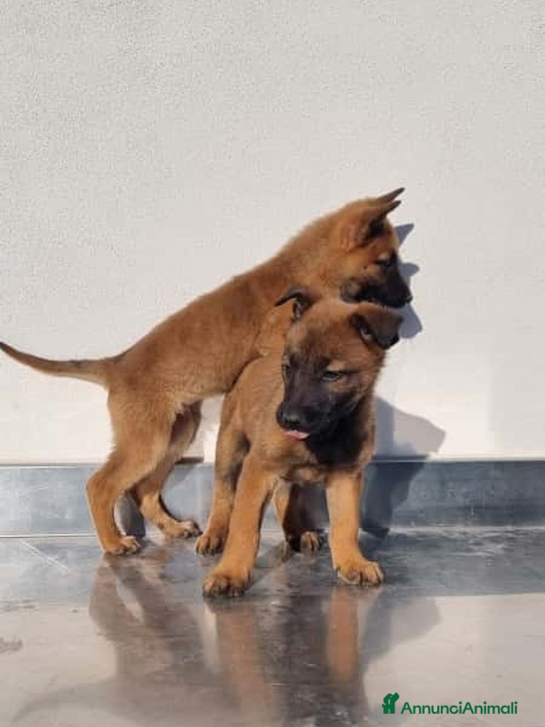 Pastore Belga cani in vendita: Cuccioli Pastore Belga Malinois Allevamento Lecce - Annuncio 5