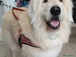 Meticcio cani REBECCA bellissima rimasta sola - Annuncio 2