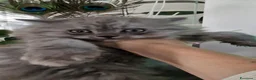 Persiano gatti in vendita: Gattino persiano maschio cucciolo - Annuncio 4