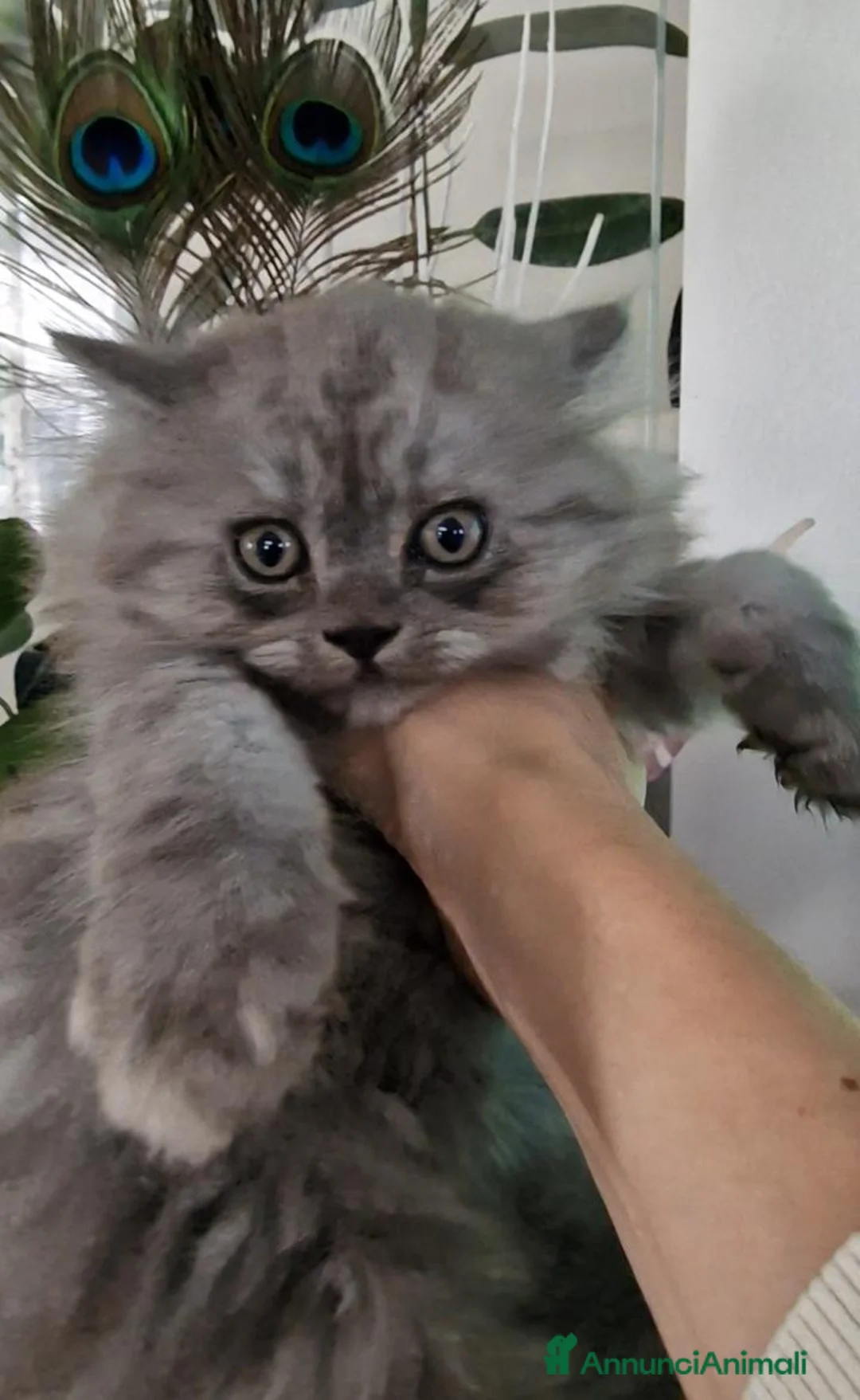Persiano gatti in vendita: Gattino persiano maschio cucciolo - Annuncio 4