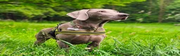 Weimaraner cani in vendita: WEIMARANER splendidi cuccioli  - Annuncio 1