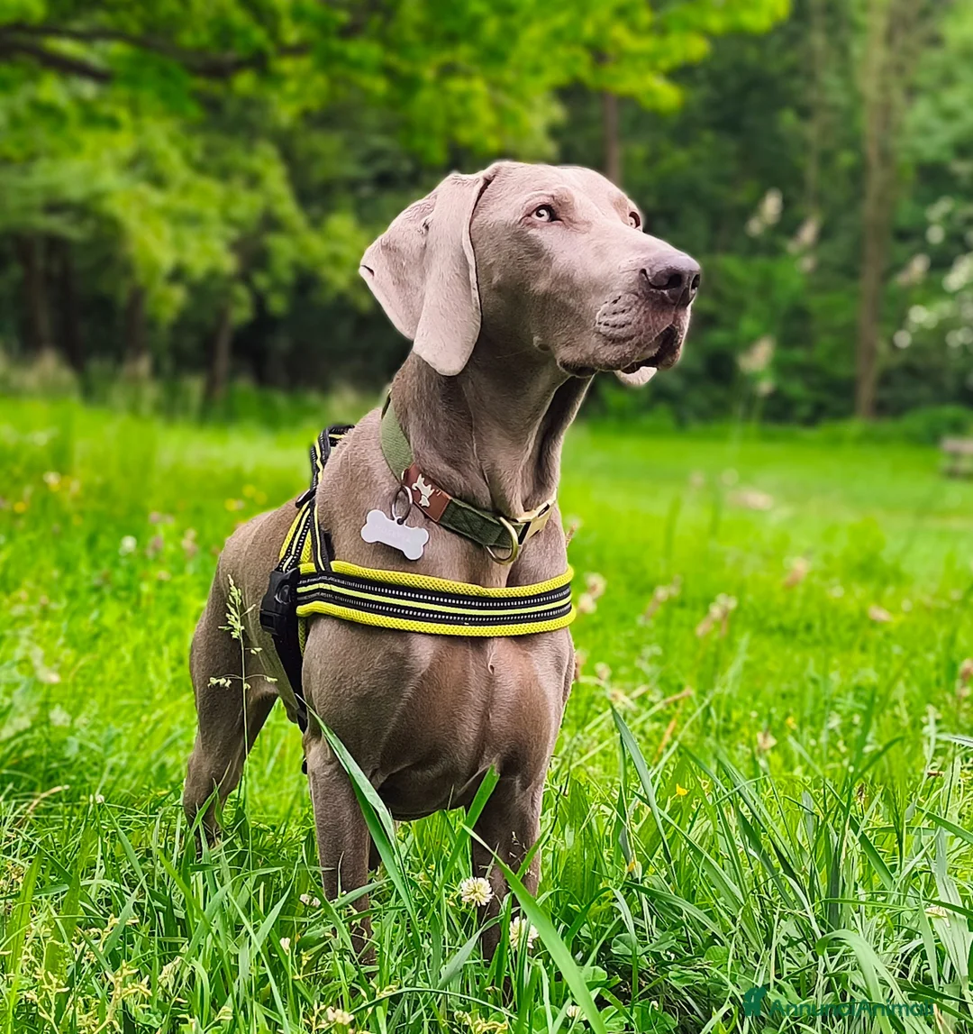 Weimaraner cani in vendita: WEIMARANER splendidi cuccioli  - Annuncio 1