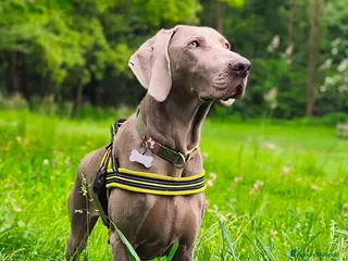 Weimaraner cani WEIMARANER splendidi cuccioli - Annuncio 1