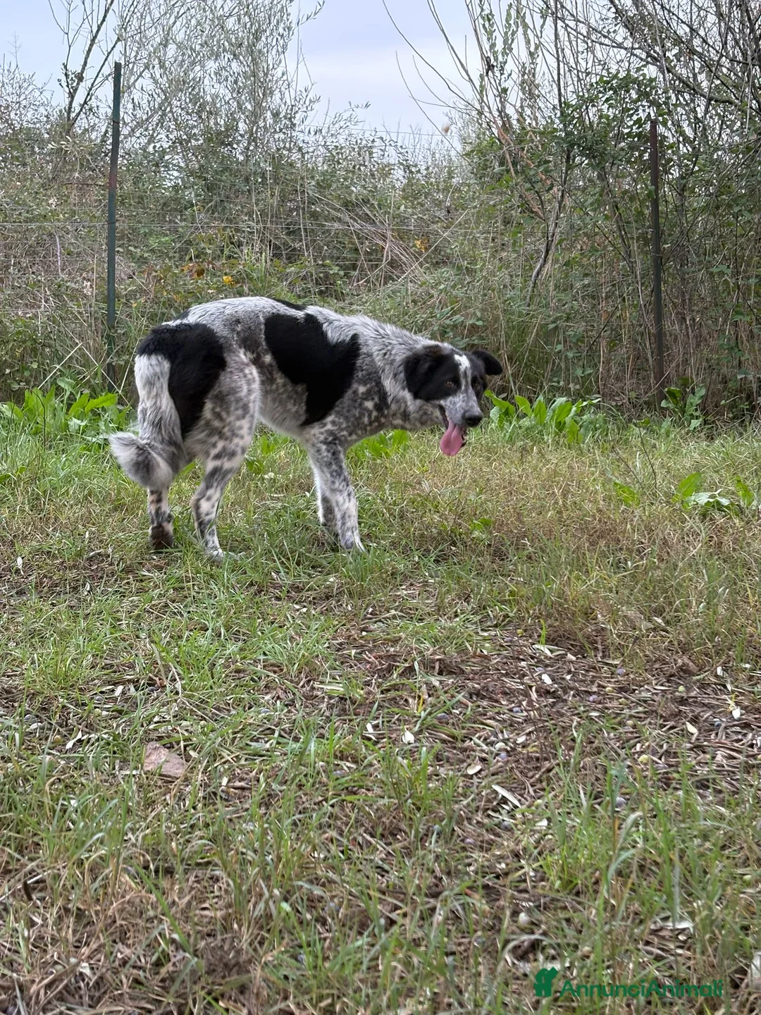 Meticcio cani in regalo: SERENA 🩷-bellissima cucciola di 1 anno, cerca 🏡  - Annuncio 5
