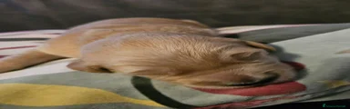 Golden Retriever 1