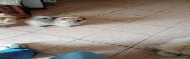 Spitz Cucciolo 4
