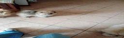 Spitz cani in vendita: Cuccioli volpino spitz  a Provincia di Como - Annuncio 1