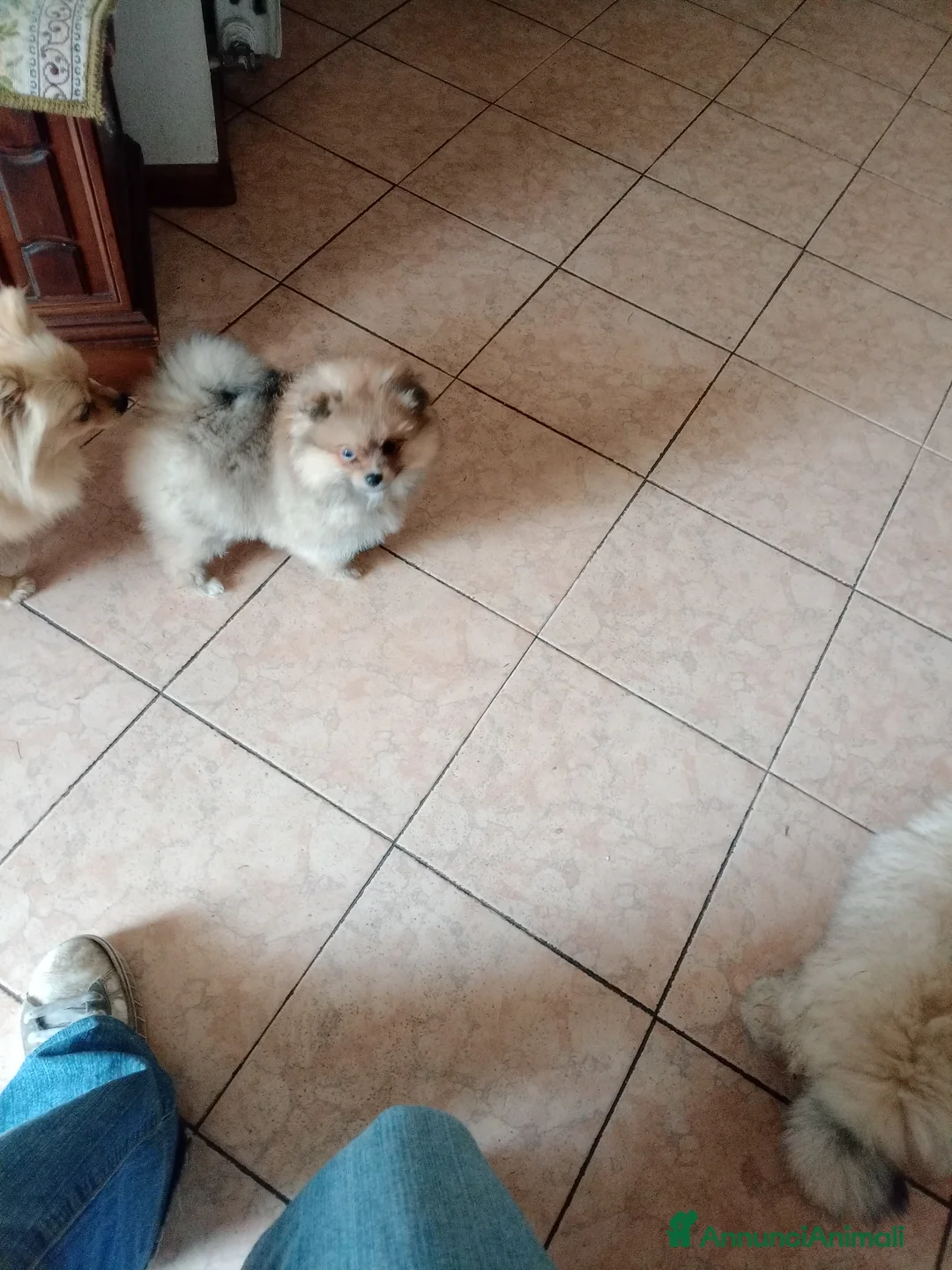Spitz cani in vendita: Cuccioli volpino spitz  a Provincia di Como - Annuncio 1