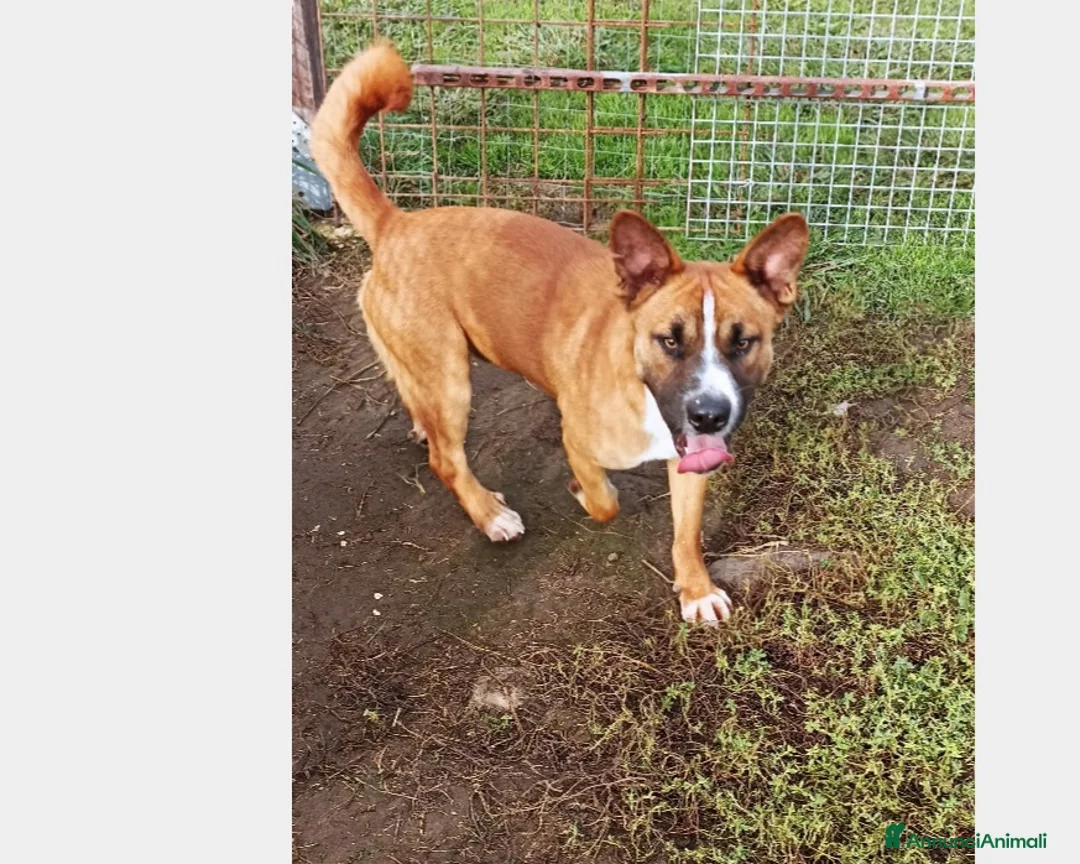 Meticcio cani in regalo: Il piccolo Charles merita di crescere in famiglia a Latina - Annuncio 3