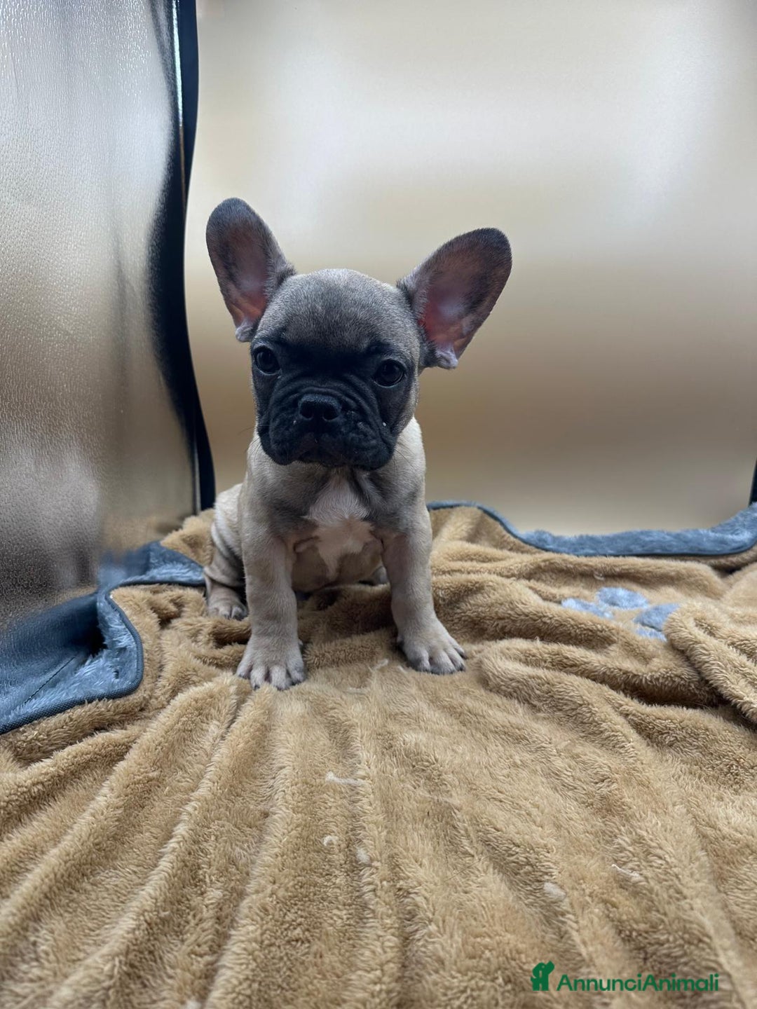 Bulldog Francese cani in vendita: Bouledogue Francese - Annuncio 3