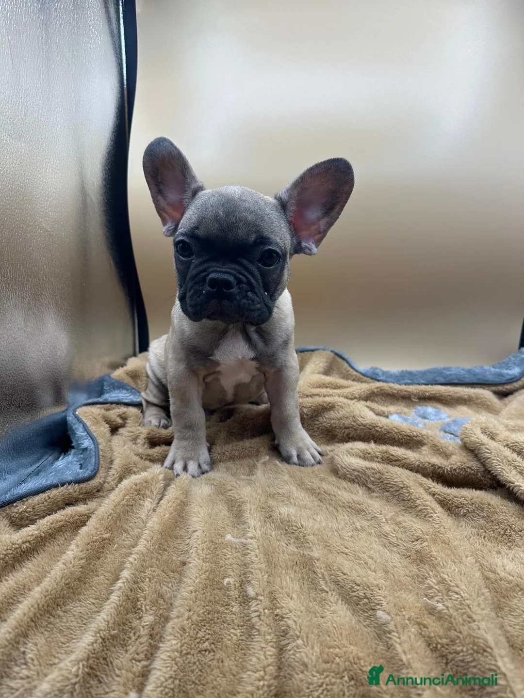 Bulldog Francese cani in vendita: Bouledogue Francese - Annuncio 3