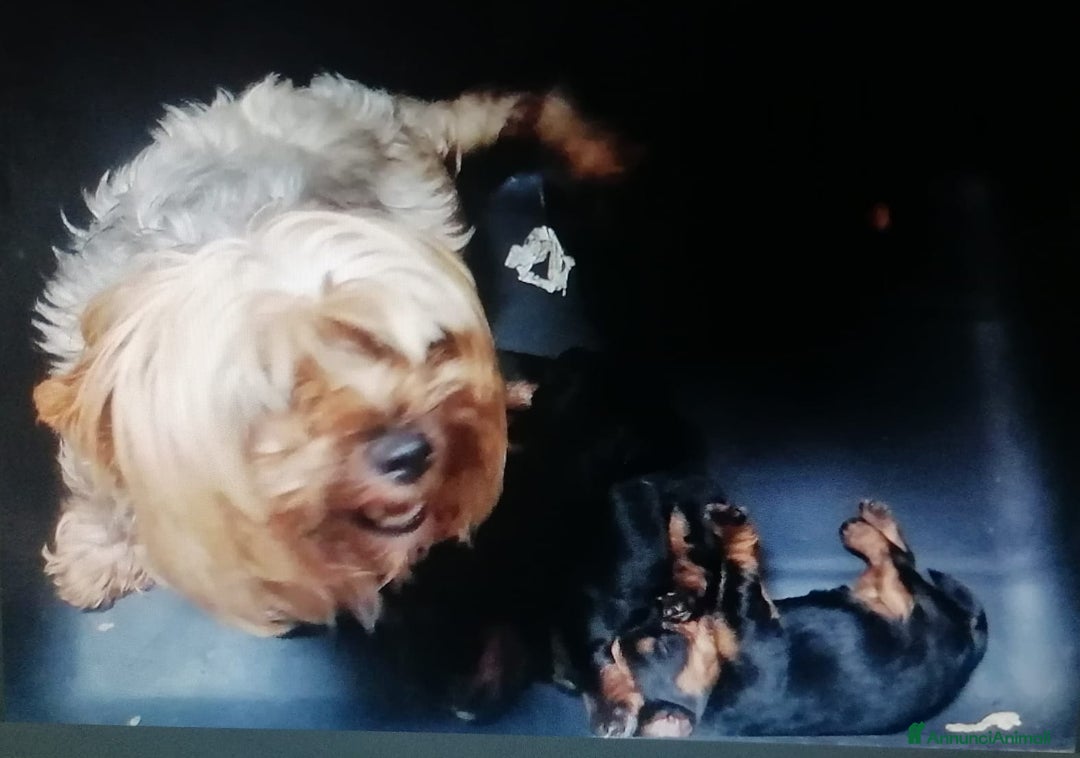 Meticcio cani in vendita: Yorkiepoo cuccioli - Annuncio 14