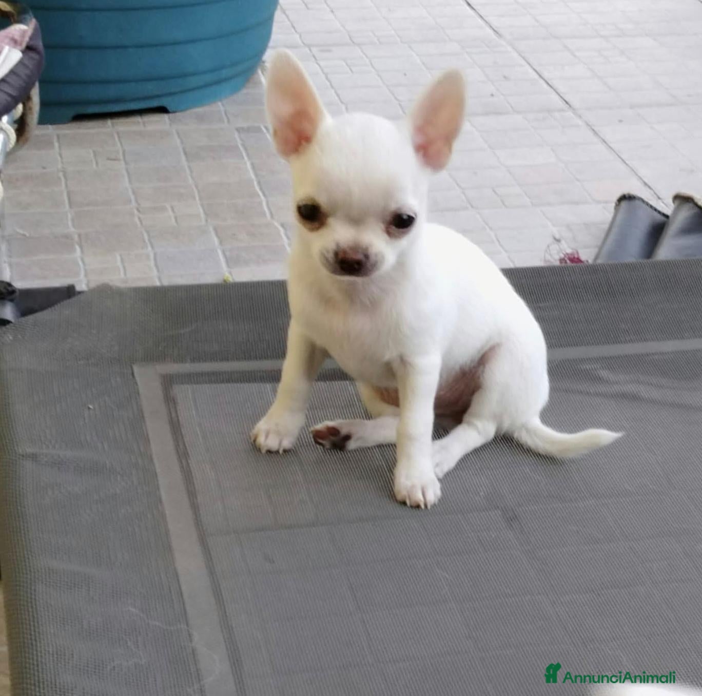 Chihuahua cani Chihuahua femmina  - Annuncio 2