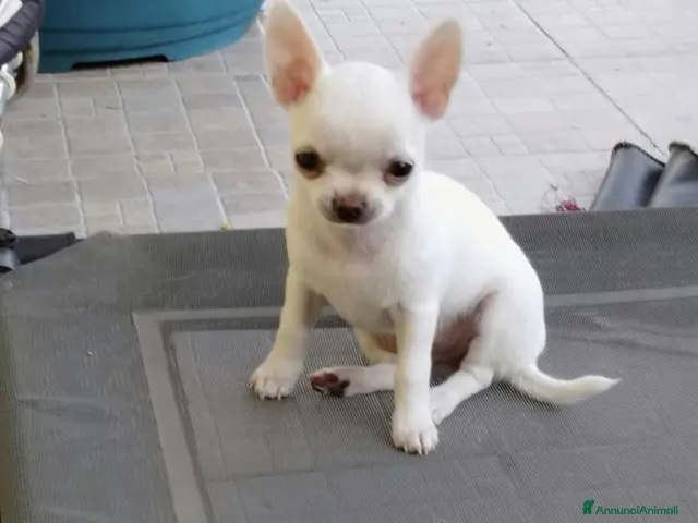 Chihuahua cani in vendita: Chihuahua femmina - Annuncio 2