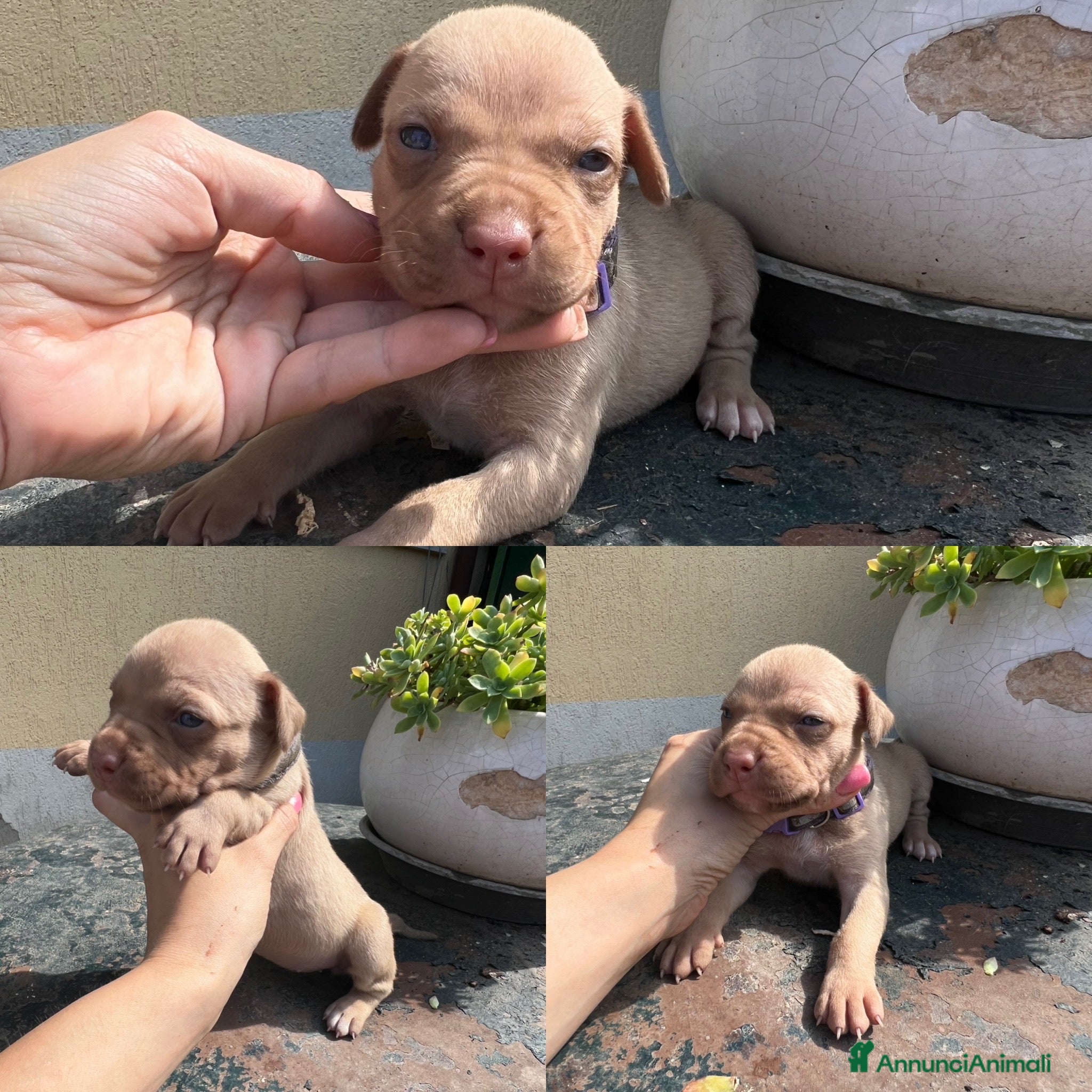Pitbull cani in vendita: Ultime femmine Pitbull ukc  - Annuncio 10