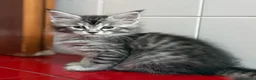 Maine Coon gatti in vendita: Maine coon - Annuncio 4