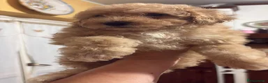 Barboncino 2